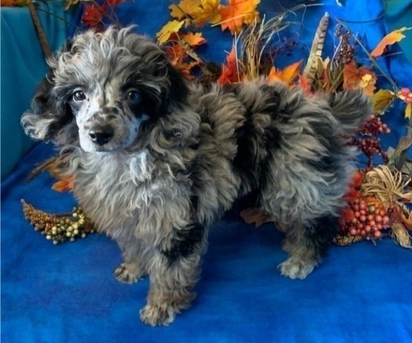 Medium Photo #1 Cockapoo Puppy For Sale in PEYTON, CO, USA