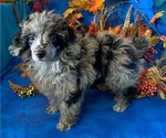 Small Photo #1 Cockapoo Puppy For Sale in PEYTON, CO, USA