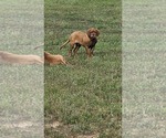Small #3 Dogue de Bordeaux