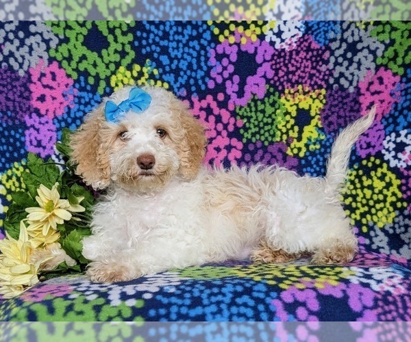 Medium Photo #4 Goldendoodle (Miniature) Puppy For Sale in BIRD IN HAND, PA, USA