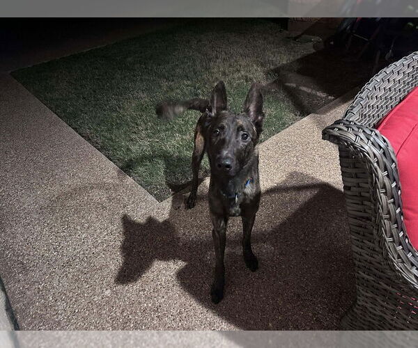 Medium Photo #6 Holland Shepherd Puppy For Sale in Imlay City, MI, USA