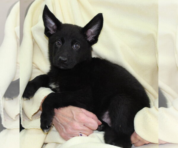 Medium Photo #3 Mutt Puppy For Sale in Prattville, AL, USA