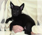 Small #2 Mutt