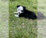 Small #5 Miniature Australian Shepherd