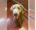Small Labrador Retriever