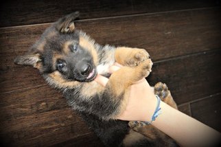 German Shepherd Dog Puppy for sale in DIAMOND, MO, USA