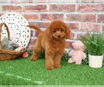 Small #17 Cavapoo (Miniature)