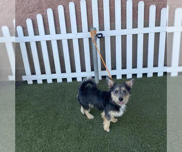 Medium Photo #1 Norfolk Terrier-Unknown Mix Puppy For Sale in Modesto, CA, USA
