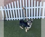 A615468 - Male Norfolk Terrier-Unknown Mix Dog for Adoption - Small photo
