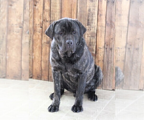 Medium Photo #1 Cane Corso Puppy For Sale in FREDERICKSBURG, OH, USA
