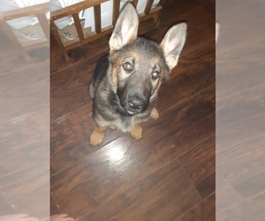 German Shepherd Dog Puppy for sale in BRANCHLAND, WV, USA