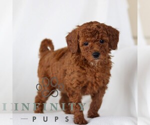 Goldendoodle (Miniature) Puppy for sale in NARVON, PA, USA