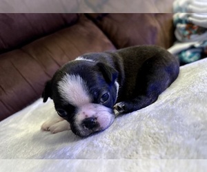 Boston Terrier Puppy for sale in WASHBURN, MO, USA