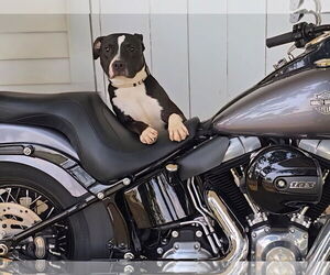 American Pit Bull Terrier-Unknown Mix Dogs for adoption in Germantown, OH, USA