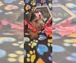 Small Photo #5 Yorkshire Terrier Puppy For Sale in AKRON, OH, USA