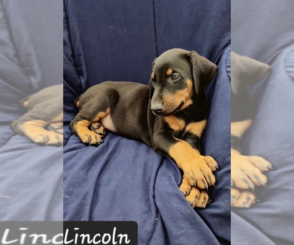 Medium Photo #1 Doberman Pinscher Puppy For Sale in POMEROY, OH, USA