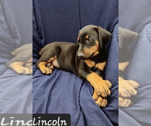 Doberman Pinscher Puppy for sale in POMEROY, OH, USA