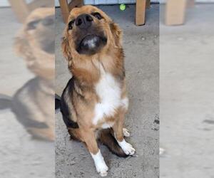 Australian Shepherd-German Shepherd Dog Mix Dogs for adoption in Bakersfield, CA, USA