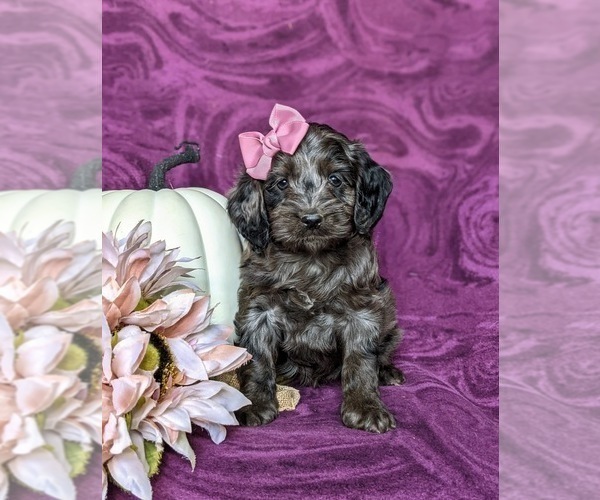 Medium Photo #2 Cockapoo Puppy For Sale in KIRKWOOD, PA, USA