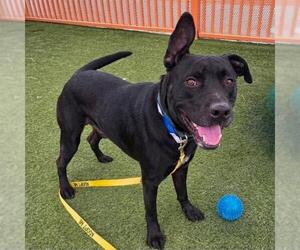 Mutt Dogs for adoption in Las Vegas, NV, USA