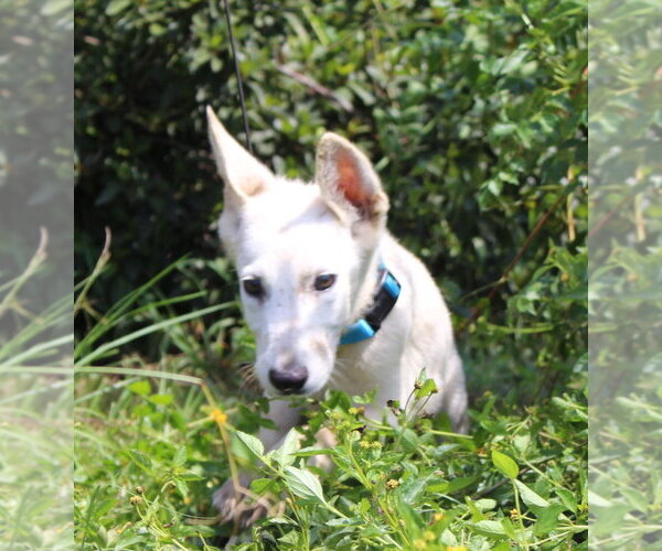 Medium Photo #3 German Shepherd Dog Puppy For Sale in Holly Hill, SC, USA