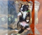 Small Photo #8 Australian Shepherd Puppy For Sale in PHOENIX, AZ, USA