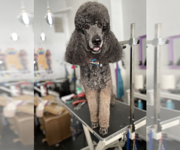 Medium Photo #1 Poodle (Standard) Puppy For Sale in BAKERSFIELD, CA, USA