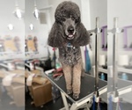 Small Photo #1 Poodle (Standard) Puppy For Sale in BAKERSFIELD, CA, USA