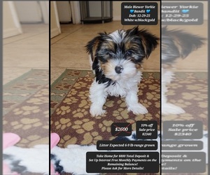 Yorkshire Terrier Puppy for sale in TUCSON, AZ, USA