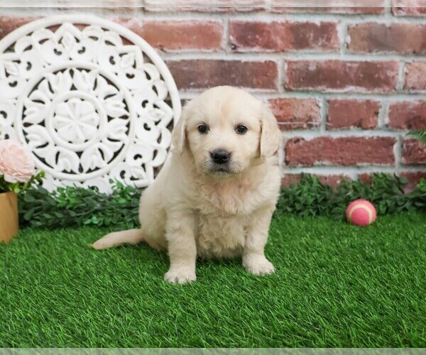 Medium Photo #4 English Cream Golden Retriever Puppy For Sale in SYRACUSE, IN, USA