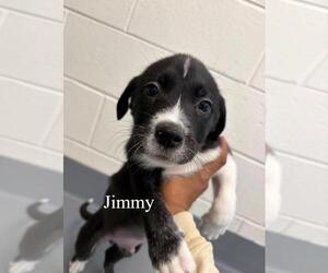 Labrador Retriever-Unknown Mix Dogs for adoption in Hilton Head, SC, USA