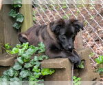 Small #2 Australian Shepherd-German Shepherd Dog Mix