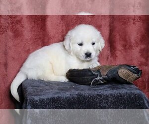 Medium English Cream Golden Retriever