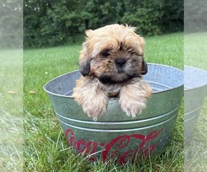 Shih Tzu Puppy for sale in MIDDLEBURY, IN, USA