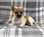 Small Photo #4 Jack Russell Terrier Puppy For Sale in LAKELAND, FL, USA