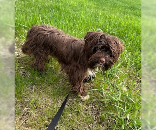 Medium Photo #5 Havanese-Unknown Mix Puppy For Sale in Brooklyn Center, MN, USA