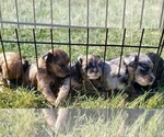 Small Photo #2 Shih-Poo Puppy For Sale in ATLANTA, IN, USA