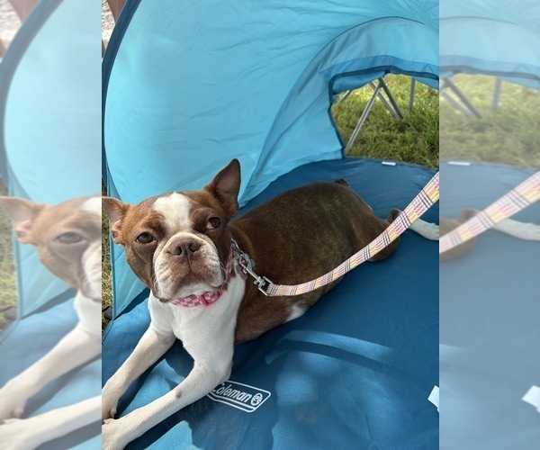 Medium Photo #1 Boston Terrier Puppy For Sale in BROKEN ARROW, OK, USA