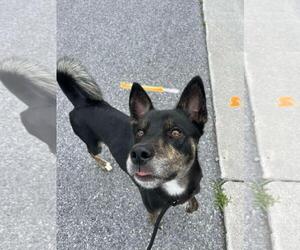 Tank - Male American Staffordshire Terrier-Siberian Husky Mix Dog for Adoption - Photo #3