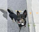 Small #2 American Staffordshire Terrier-Siberian Husky Mix