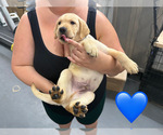 Small Photo #8 Labrador Retriever Puppy For Sale in MIAMI, FL, USA