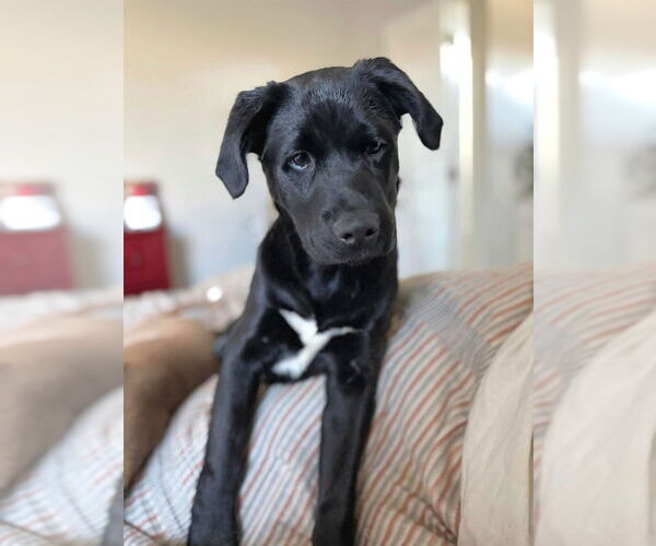 Medium Photo #2 Mutt Puppy For Sale in Bullard, TX, USA
