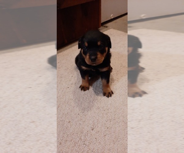 Medium Photo #3 Rottweiler Puppy For Sale in GREENFIELD, IL, USA