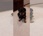 Small Photo #3 Rottweiler Puppy For Sale in GREENFIELD, IL, USA