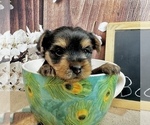 Small #17 Yorkshire Terrier