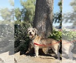 Small Dachshund Mix
