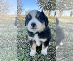 Miniature Australian Shepherd Puppy for sale in TAYLOR, TX, USA