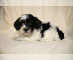 Puppy 5 Poovanese