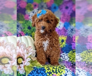 Poodle (Miniature) Puppy for sale in NEW PROVIDENCE, PA, USA