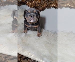 English Bulldogge Puppy for sale in INDIANAPOLIS, IN, USA